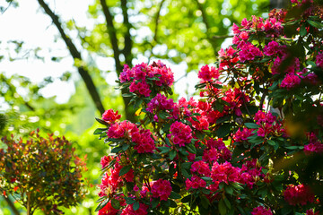 Rhododendron tree used for interior and garden design. This plant has amazing bright pink flowers. Photo during a sunny summer afternoon. Floral photography.