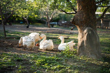 Big white geese free-range geese in the forest orchard