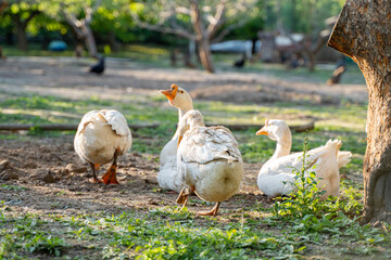 Big white geese free-range geese in the forest orchard