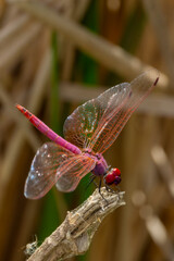 dragonfly