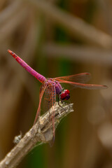 dragonfly