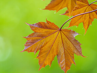 Tree branch with dark red leaves, Acer platanoides, the Norway maple Crimson King. Red Maple acutifoliate Crimson King, young plant with green background.