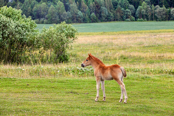 Naklejka na ściany i meble a domestic horse while grazing in a field with green grass