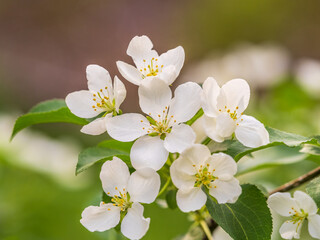 White blossoming apple trees. White apple tree flowers