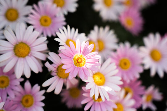 Ohama chrysanthemum pink white closeup