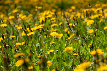 yellow beautiful dandelion flowers with seeds