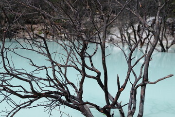 branches of a tree in White Crater