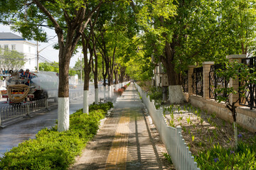 street catkin poplar sprinkler