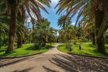 View of the alley with palm trees in the Upper Park of the Sochi Arboretum, Sochi, Krasnodar...