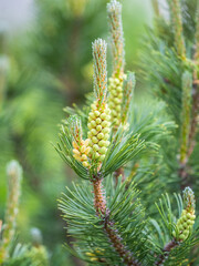 Green small pine trees with fresh shoots in spring or summer