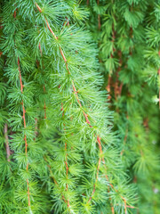 Young branches of larch. Closeup of green larch young needles.