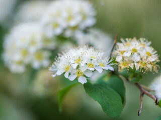 Spiraea chamaedryfolia or germander meadowsweet or elm-leaved spirea white flowers with green...