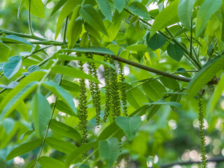 Branch with fresh green leaves of Juglans mandshurica, Manchurian walnut.