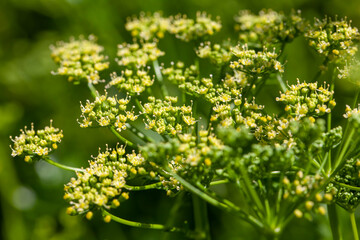 green dill on the field in the summer season