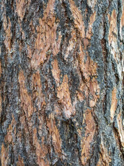 Bark texture and background of a old fir tree trunk. Detailed bark texture. Natural background