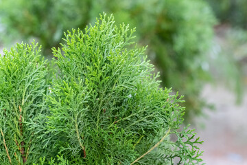 Natural background of thuja branch with copy space