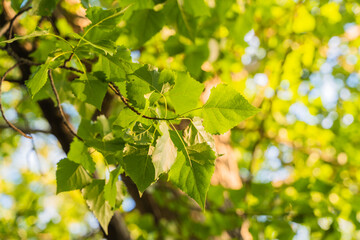green leaves at sunset