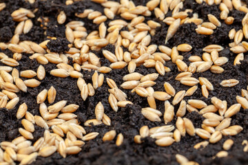 fertile black soil for sowing and growing agricultural plants
