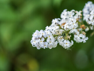 White Blooming Lilac Flowers in spring with blured background