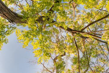 Low angle view of tree branches and leaves in sunlight