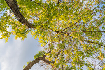 Low angle view of tree branches and leaves in sunlight