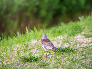 Wood bird Fieldfare, Turdus pilaris, on a sprng lawn.