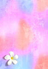 トロピカルなピンクの背景と、白いプルメリアの花