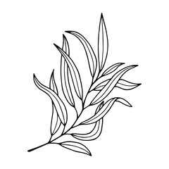 Willow tree branch with leaves. Vector stock illustration eps10. Outline, isolate on white background. Hand drawn.