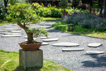 Fototapeta na wymiar Bonsai tree in a park on a sunny day in Baihuatan public park, Chengdu, Sichuan province, China