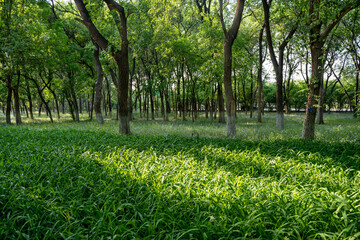 park grass rays sunlight