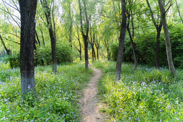 Obraz premium forest trail light