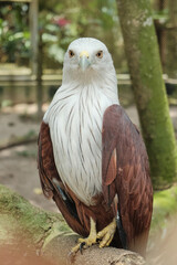 portrait of a eagle