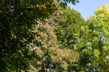 foliage of trees in the park in the autumn season