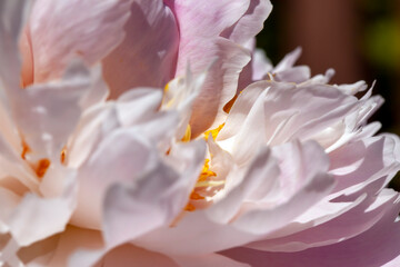 Fototapeta na wymiar pink peony flowers in the summer