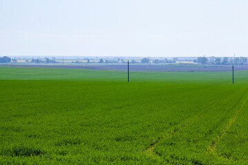 agricultural field with grass and other plants