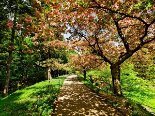 Fototapeta premium Walkway under blooming cherry trees
