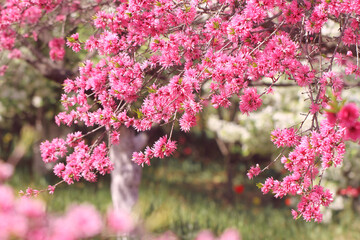 pink blossom in spring