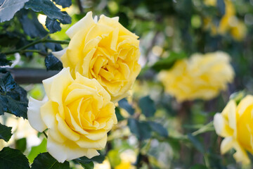 黄色いバラ【平成の森公園／日本埼玉県川島町】