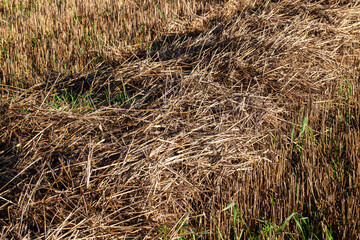 straw and stubble remaining after the harvest of cereals