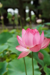 Obraz premium 京都の宇治の萬福寺のはす