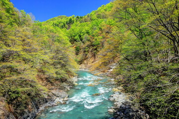 Fototapeta premium 新緑に萌える秋山郷中津川渓谷