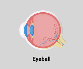 eyeball structure illustration set. 
lens, retina Vector drawing. Hand drawn style.