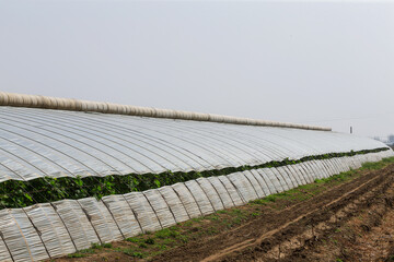 Plastic greenhouse in northern China