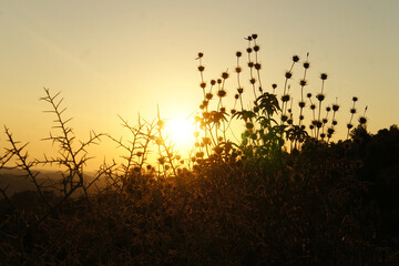 silhouette of a grass