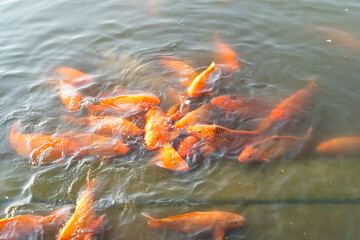 Koi goldfish in water