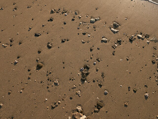 high angle perspective of rocks and shells on a wet sand beach - used as background graphical resource - no person nobody