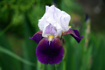 Iris germanica ドイツアヤメ ジャーマンアイリス レインボーフラワー ヒゲアイリス ビアデッドアイリス