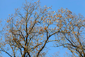 changes in nature during the autumn season