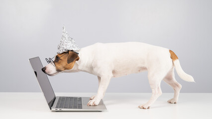 Jack Russell Terrier dog in a tinfoil hat and glasses works at a laptop. 