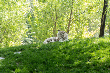 Fototapeta premium White tiger Bengal tiger albino breed